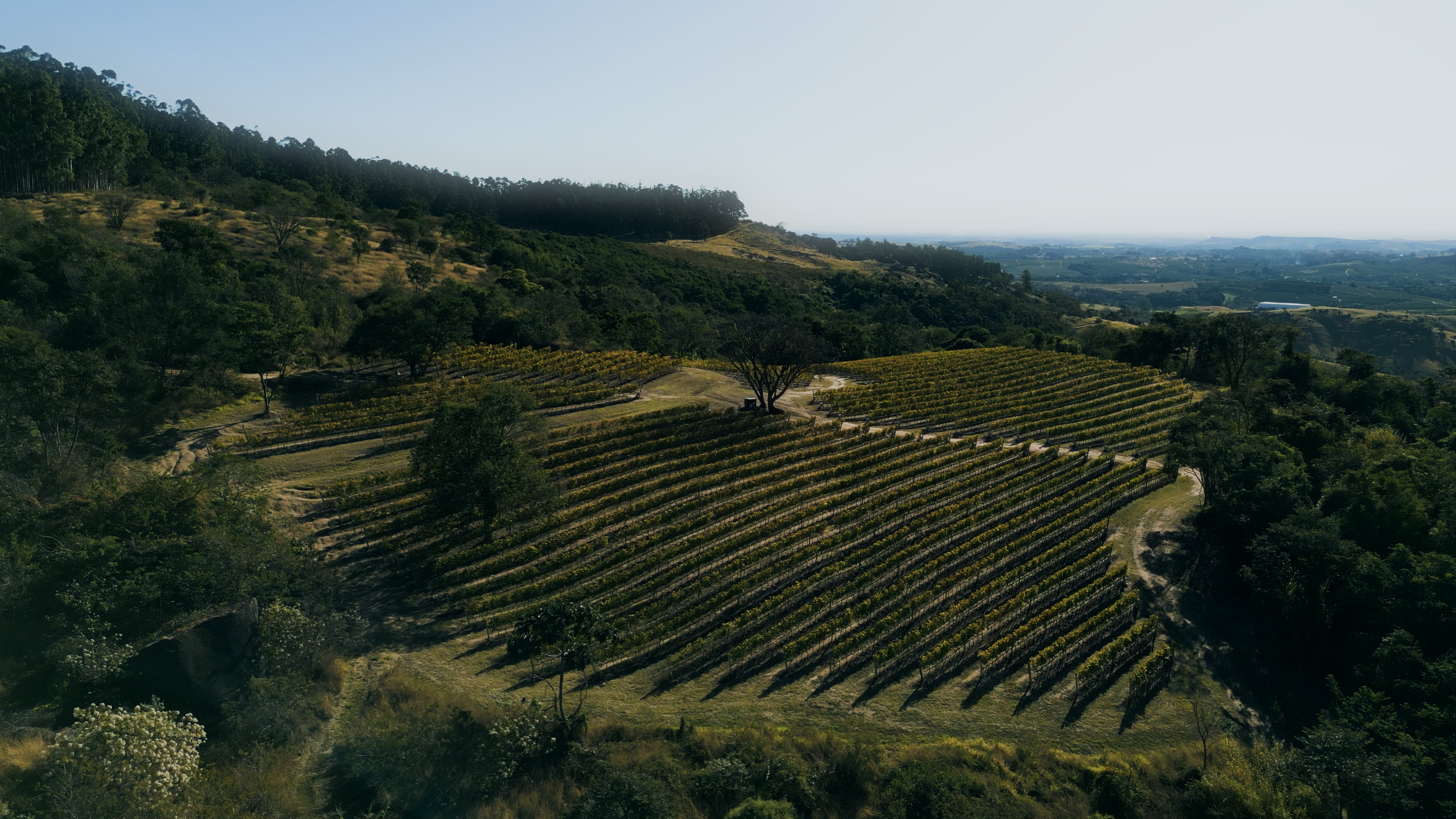 Cultivo de uvas em Espírito Santo do Pinhal