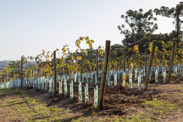 Viticultura sustentável: práticas verdes na Vinícola Guaspari
