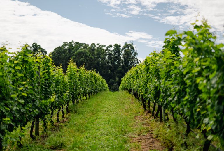 Explorando as regiões vinícolas do Brasil: um guia para enoturistas