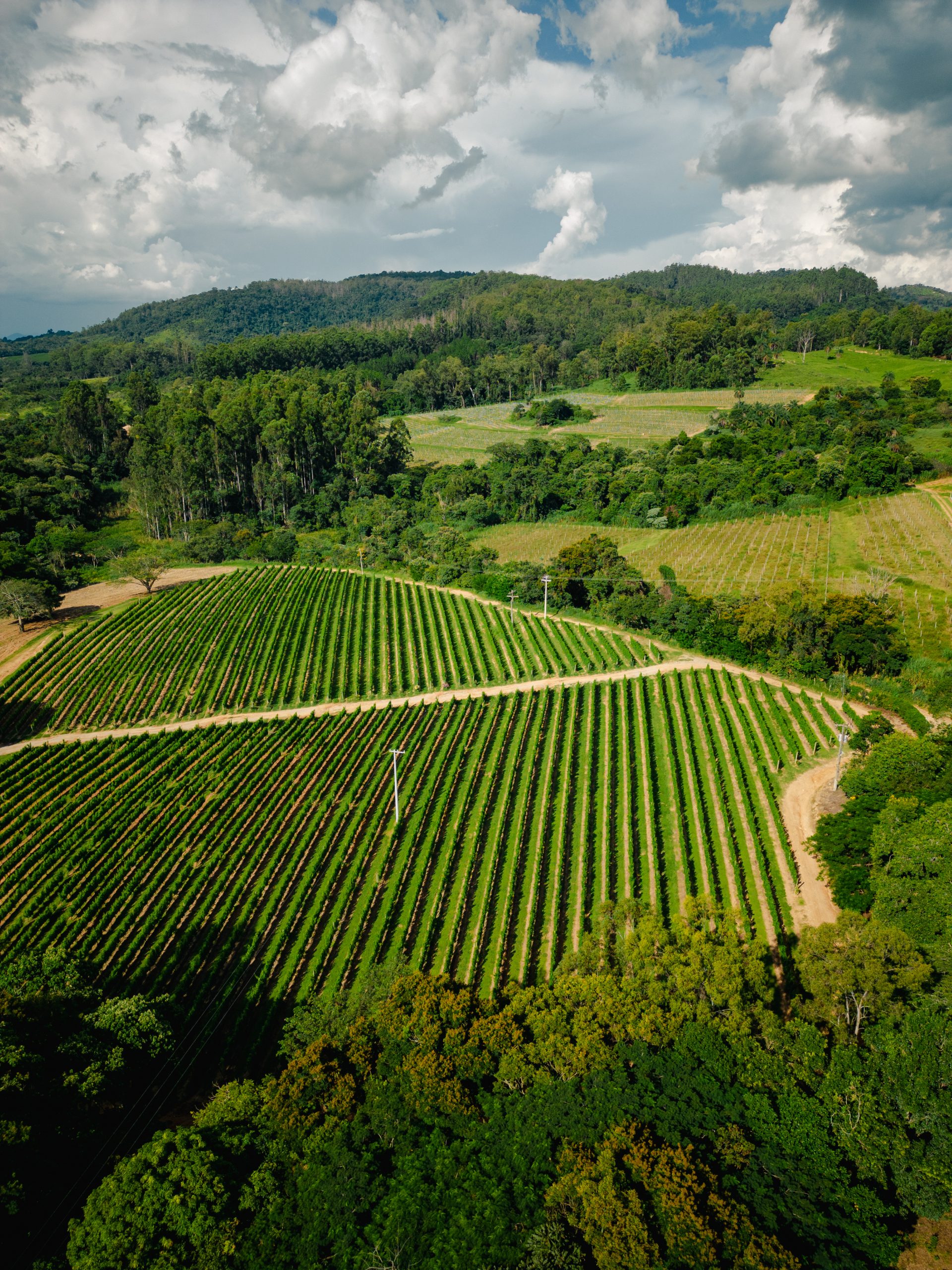 Viícolas na Serra da Mantiqueira