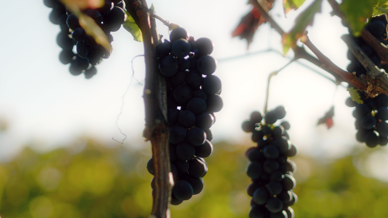 Uva Cabernet Franc: Delicadeza do varietal e papel em blends